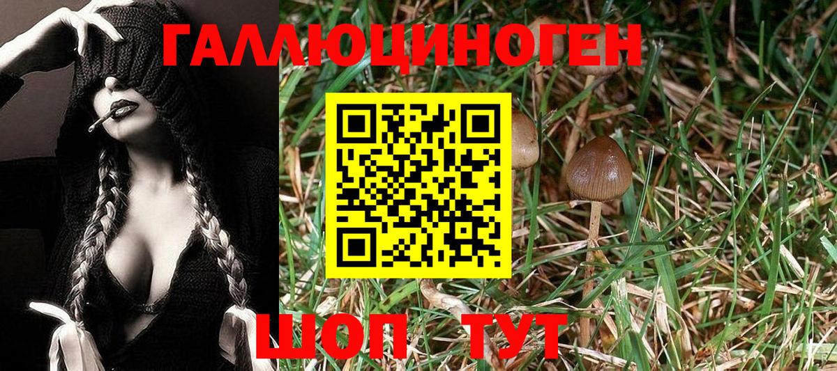 Вязники  Псилоцибиновые грибы MAGIC MUSHROOMS  Вход с VPN 